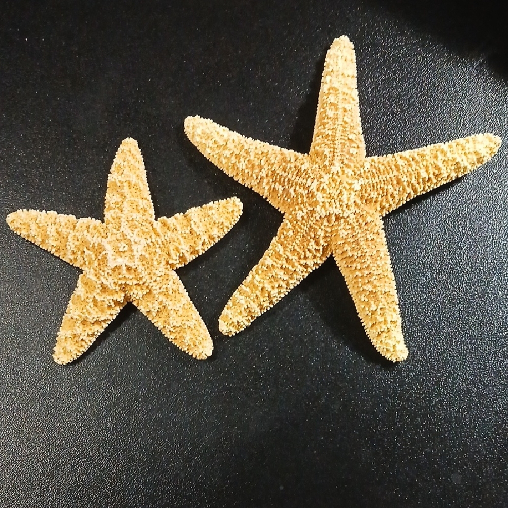2 dried sugar starfish - Great For Science Class Or Home Decor- Educational